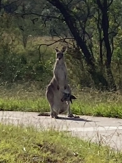 Wallaby at Mount Annan Gardens