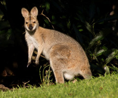 Rednecked Wallaby (side)